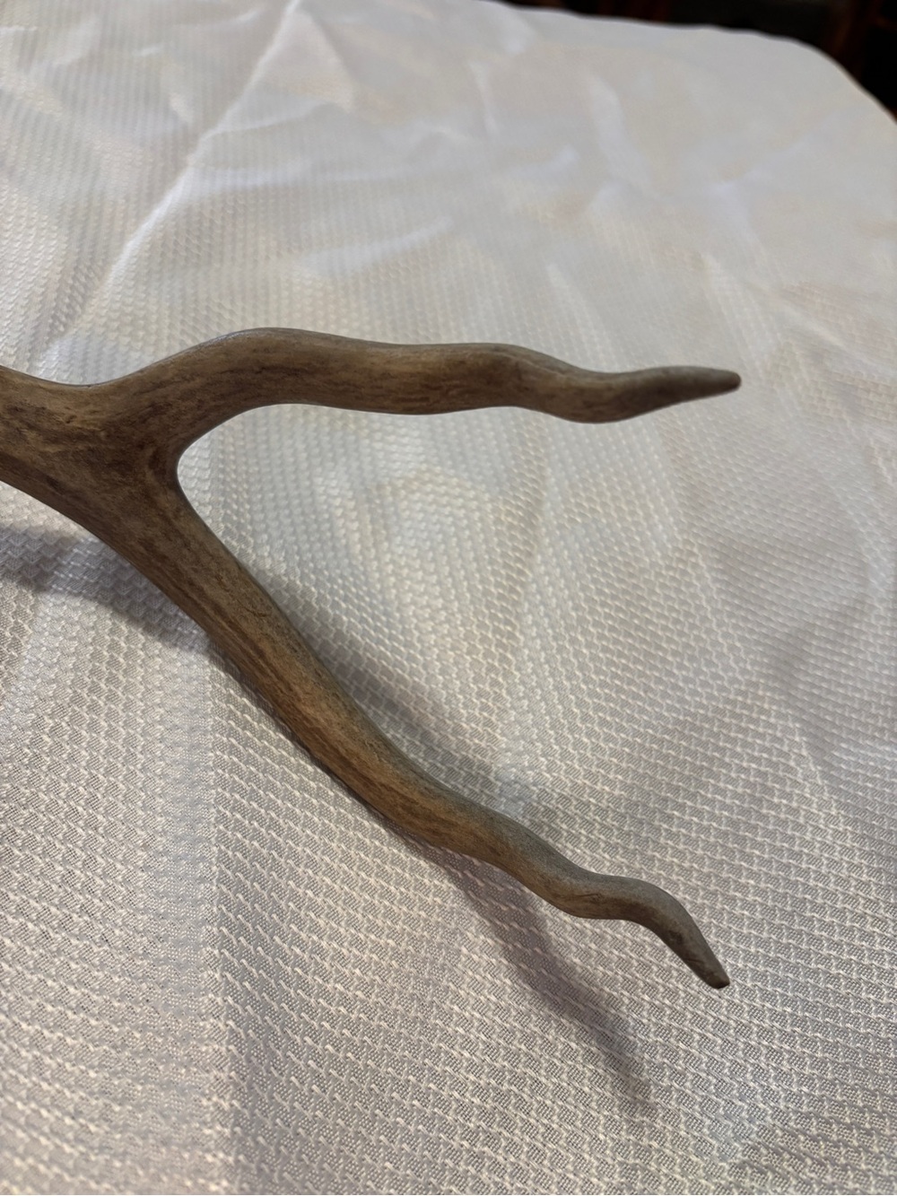 Texas White Tail Deer Antlers - Picture 6 of 10